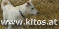 www.kitos.at