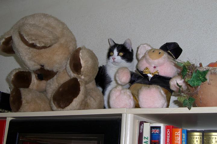 CIMG2675.JPG - Echte Katze oder Stofftier?  Unsere Bonny auf Expedition
