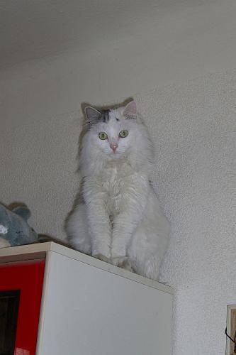 CIMG2678.JPG - Simba will auch hoch hinaus
