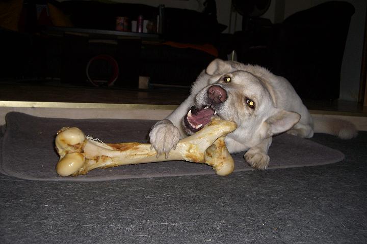 CIMG2686.JPG - Schau, ich hab einen Riesenknochen bekommen! Hmmmm, lecker!