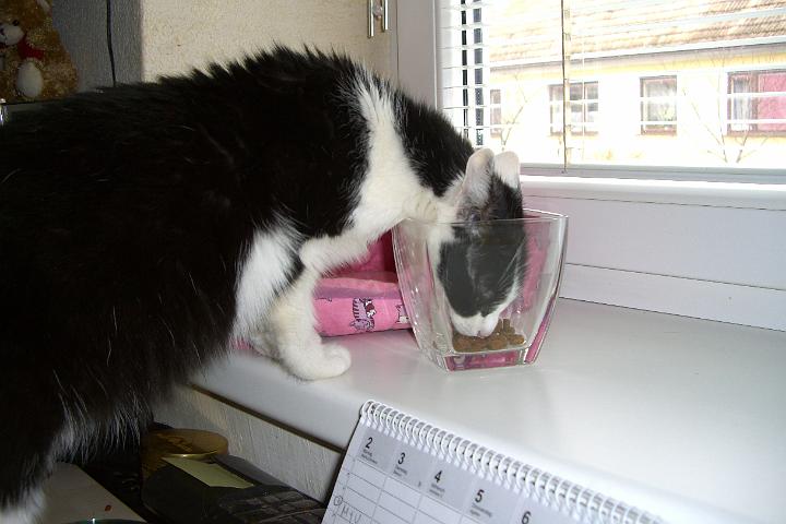 CIMG2768.JPG - Nicht so einfach, die Kekse aus dem Glas zu bekommen....