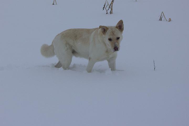 CIMG2823.JPG - Im Februar kam dann noch mehr Schnee! Juhuuuuuuuu!