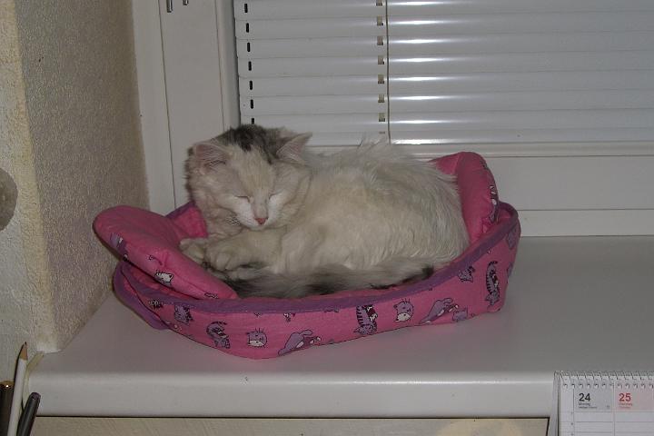 CIMG6448.JPG - Sindy ist schon wieder mde