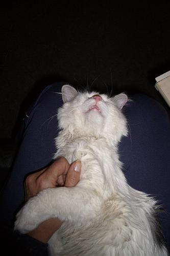 CIMG6464.JPG - Simba entwickelt sich zum Schokater