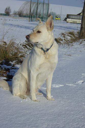 CIMG6658.JPG - Zu Silvester haben wir endlich wieder Schnee bekommen!