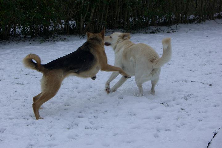 CIMG6682.JPG - Fang mich!