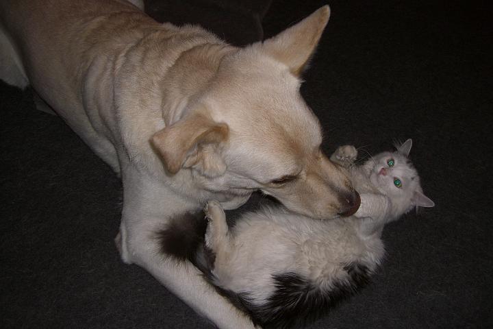 CIMG6693.JPG - Mit Simba zu raufen macht immer Spa