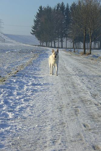 CIMG6713.JPG - Heute hat mal wieder die Sonne gescheint. Ich hoffe der Schnee geht jetzt nicht weg!