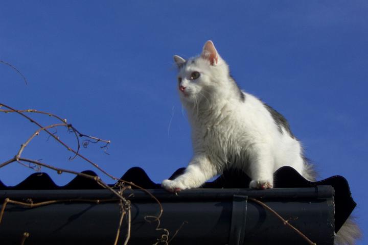 CIMG6732.JPG - Die Aussicht findet Simba toll!