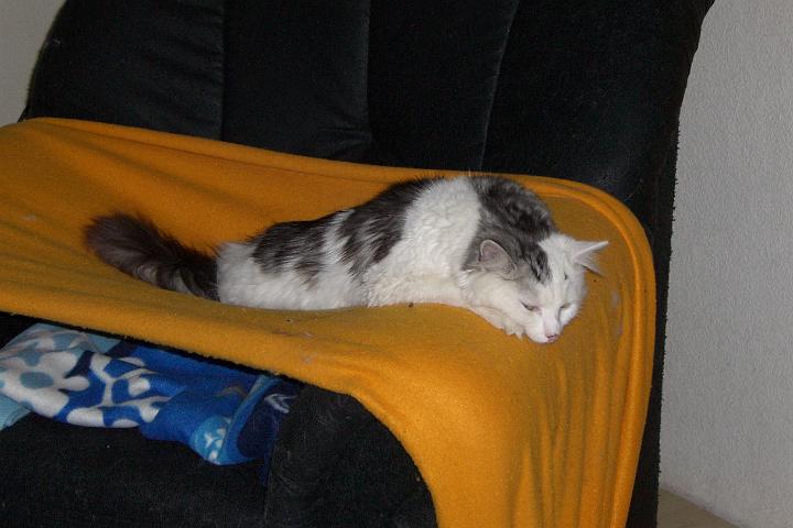 CIMG6762.JPG - Simba vollkommen entspannt auf der Hngematte