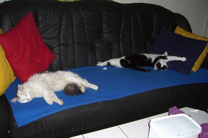 CIMG6772.JPG - ... Simba und Bonny liegen auf der anderen Seite