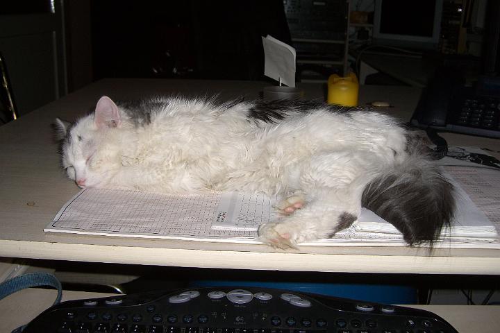 CIMG6773.JPG - Simba beim Broschlaf