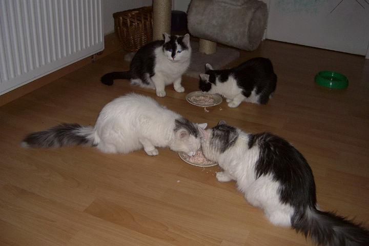 CIMG7006.JPG - Die Raubtierftterung