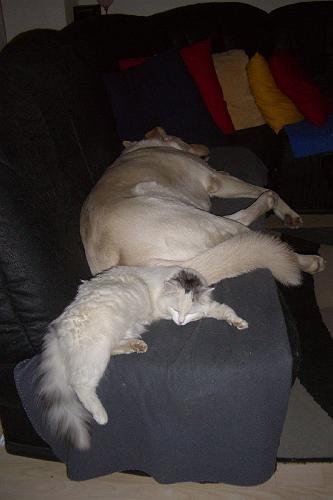 CIMG7021.JPG - Ist dir schon aufgefallen, wie gerne Katzen bei mir schlafen?