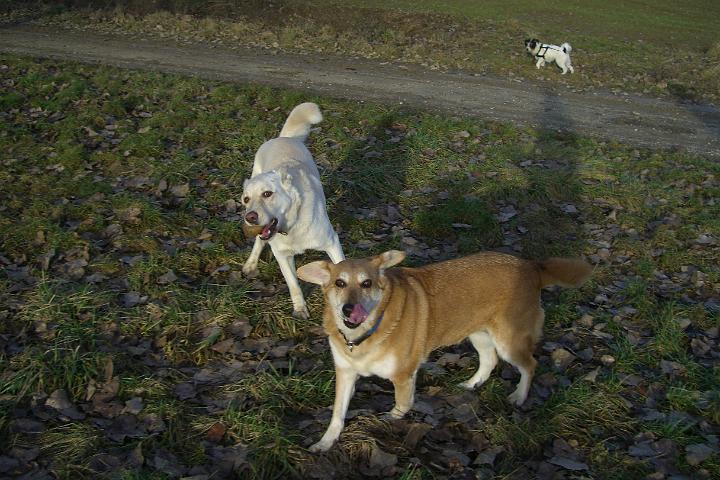 CIMG7026.JPG - Endlich haben wir wieder einmal Odie und Dahlie getroffen