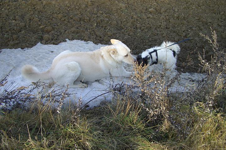 CIMG7029.JPG - Leider ist schon fast der ganze Schnee weg
