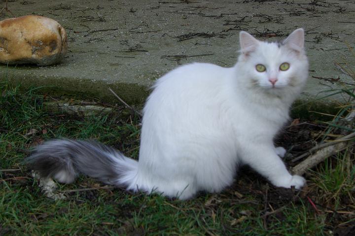 CIMG7043.JPG - Sindy ist wahnsinnig gerne im Garten