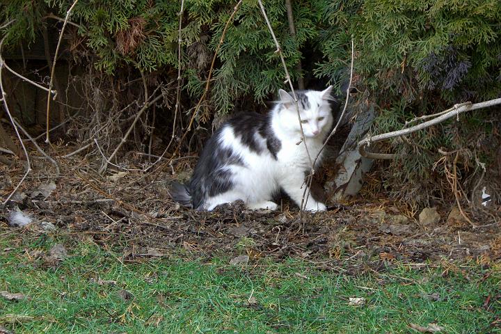 CIMG7051.JPG - Simba auf Expedition in den Bschen