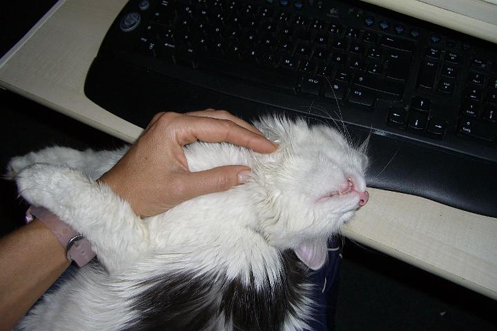 CIMG7070.JPG - Ach ja, unser Mttershnchen, wie mein Herrli immer zu Simba sagt :-)