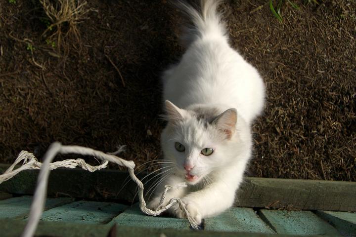 CIMG2009.JPG - Wir angeln uns eine Katze