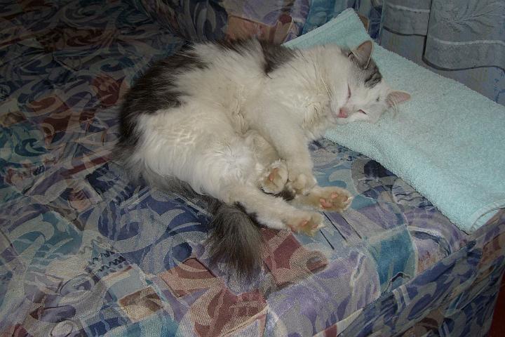 CIMG2070.JPG - Noch ein fauler Kater