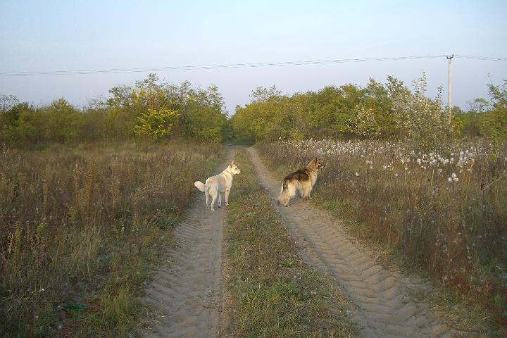 CIMG2077.JPG - Das ist meine Freundin Nala. Was sind wir 2 gelaufen!