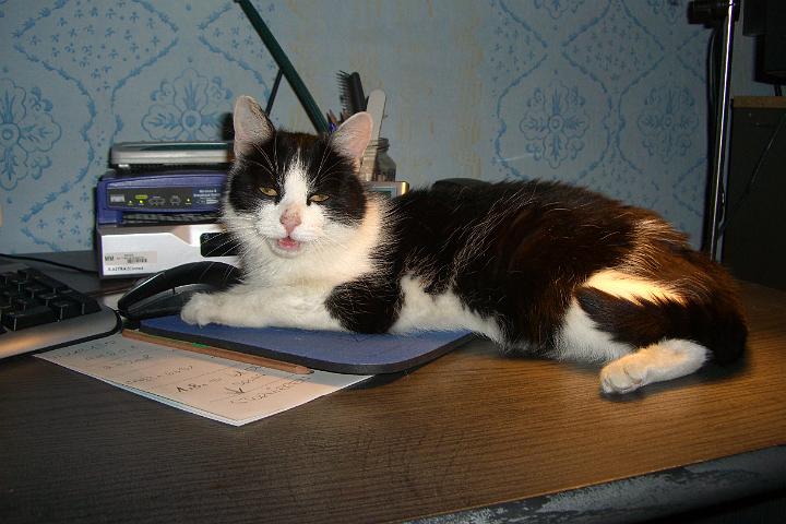 CIMG2095.JPG - Bonny findet es bequem