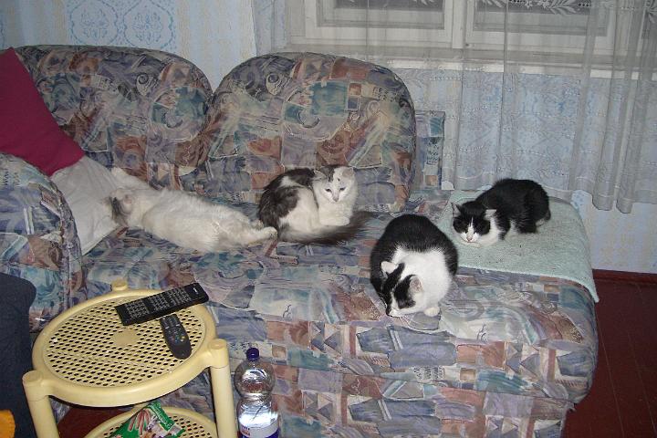 CIMG2098.JPG - Alle Tiger auf einem Sofa vereint - ein seltener Anblick