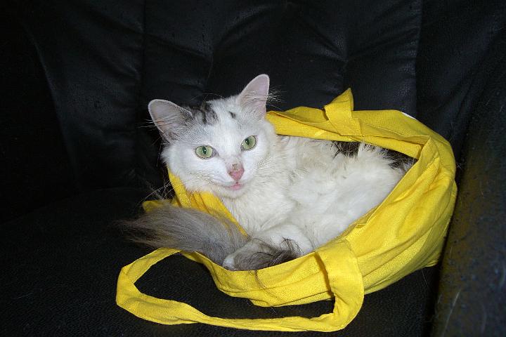 CIMG1199.JPG - Simba hat sich in der Einkaufstasche versteckt