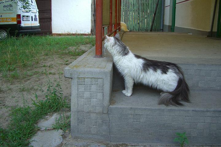 CIMG1215.JPG - Langsam haben sie unseren Garten erkundet