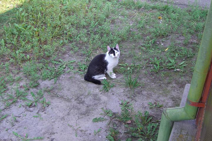 CIMG1221.JPG - J, so viel Sand!!! Ein riesengroes Katzenklo!!