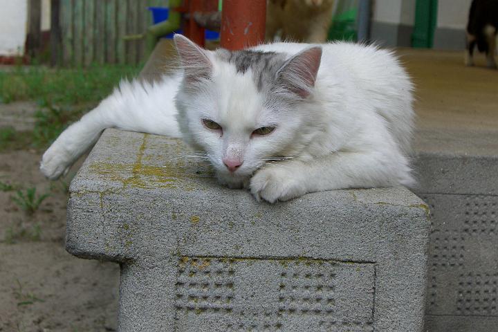 CIMG1259.JPG - Sindy hat sich sehr schnell eingewhnt