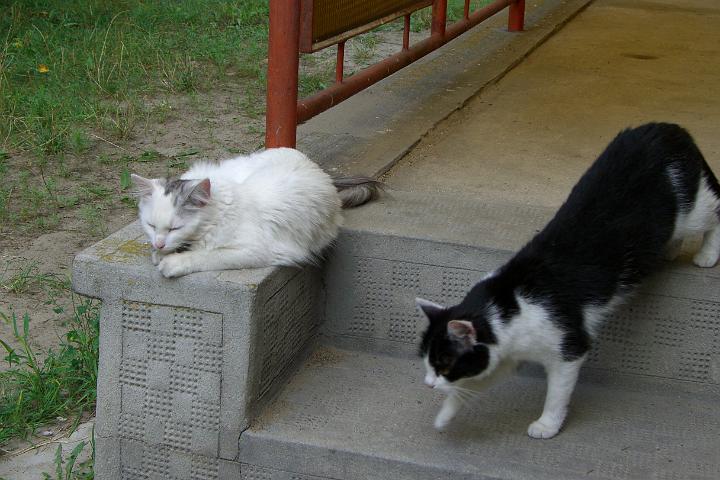 CIMG1266.JPG - Da gab es ganz viel zu erkunden, fr unsere Tiger