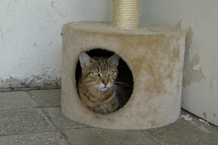 CIMG1279.JPG - Das ist Musch - eine der Katzen von Gabi und Peter