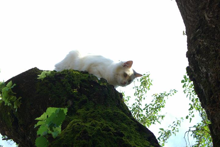 CIMG1827.JPG - Wieder zurck in Ungarn: Sindy auf Baum-Expedition