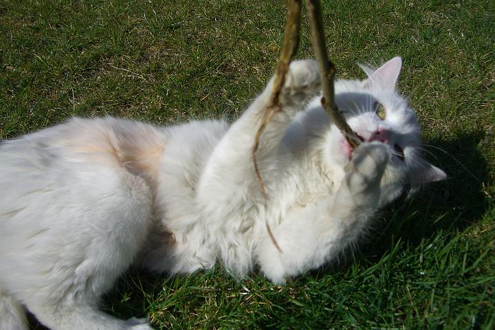 CIMG7965.JPG - Unsere Katzen haben die 2 Tage alleine zum Glck gut berstanden