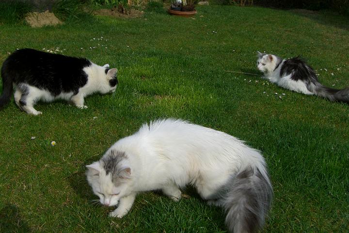 CIMG7998.JPG - Das Katzengewummel auf der Wiese