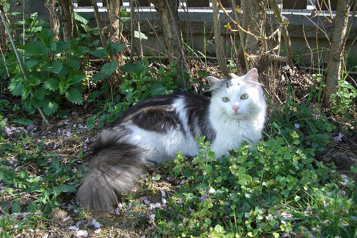 CIMG8032.JPG - Unsere Tiger genieen den Frhling
