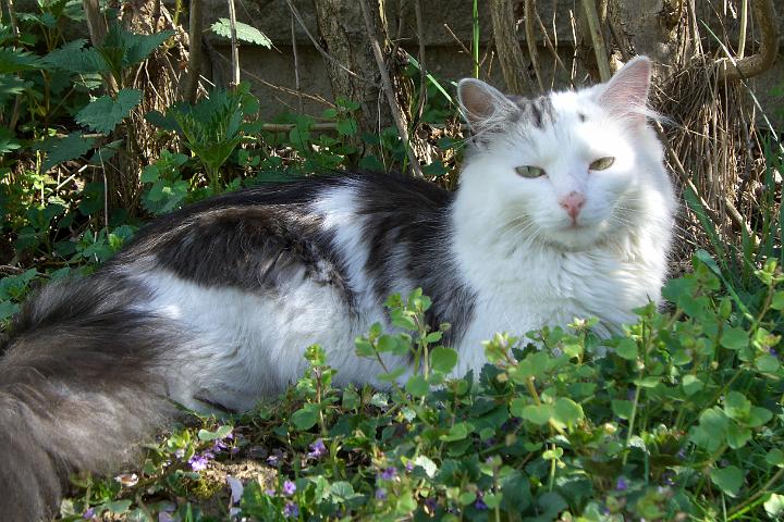 CIMG8034.JPG - Simba und Sindy sind inzwischen auch schon ber 10 Monat alt.  Wirklich schne Katzen sind aus den sen Ktzchen geworden!