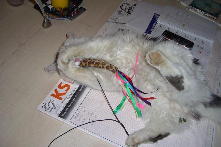 CIMG7151.JPG - Meeeeeeeeeeeeeeins!