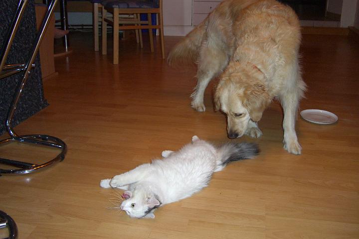 CIMG7190.JPG - Sie war auch ganz lieb zu den Katzen