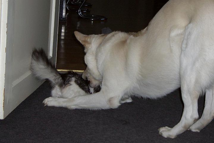 CIMG7199.JPG - Hier spiele ich gerade mit Simba