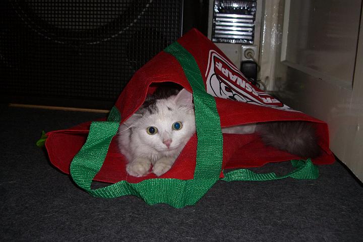 CIMG7273.JPG - In der Tasche hat es ihm auch gefallen