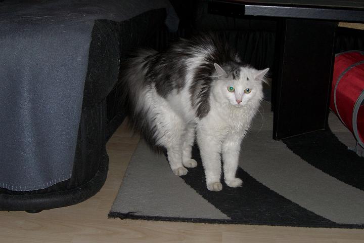 CIMG7313.JPG - Simba war die komische schwarze Katze unheimlich