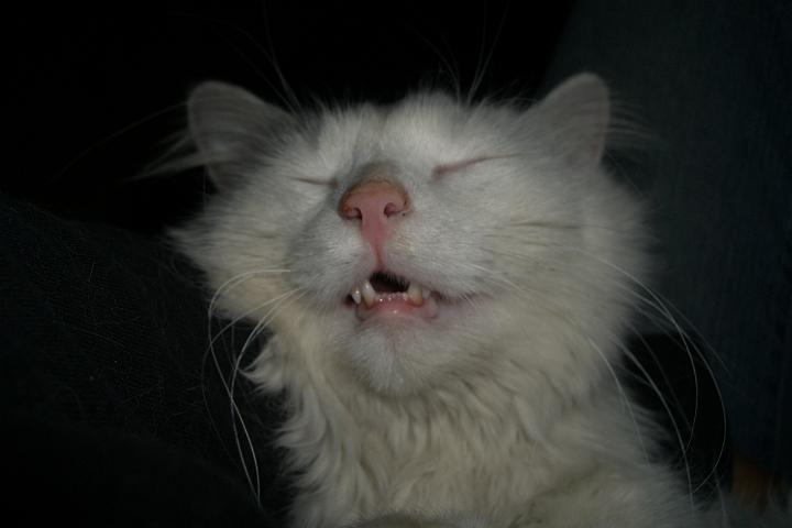 CIMG7344.JPG - Sowas, schnarcht Simba?