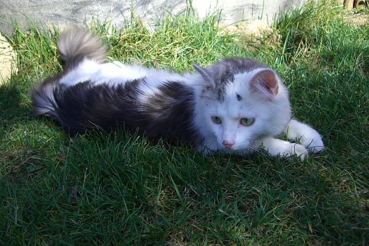 CIMG7346.JPG - Der Frhling kommt und die Katzen sind fast den ganzen Tag drauen