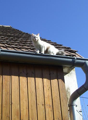 CIMG7348.JPG - Sindy hat das Dach entdeckt