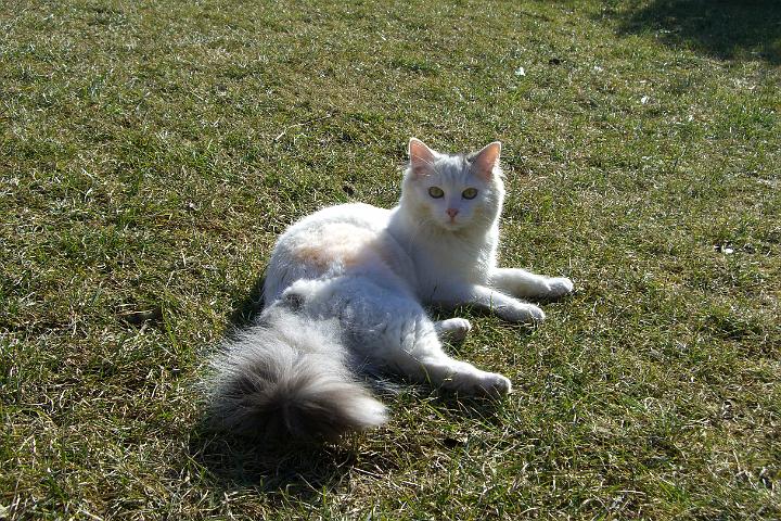 CIMG7365.JPG - Ein bisschen sonnen, Sindy ist eh schon ganz wei :-)