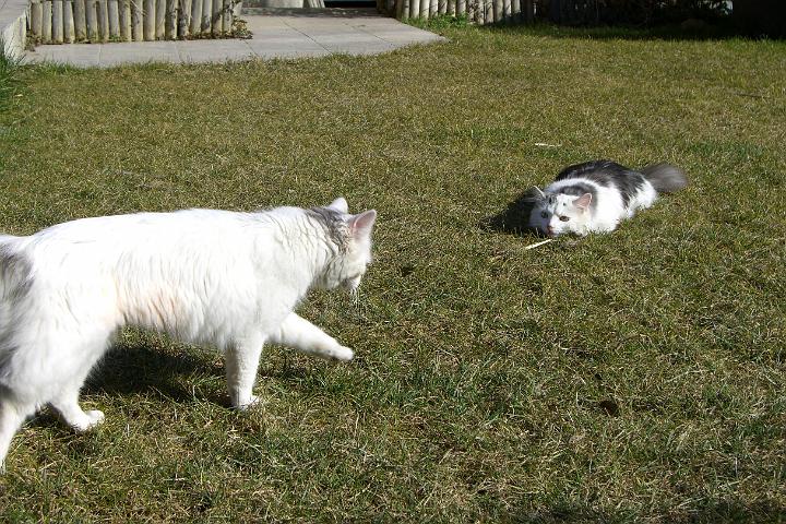 CIMG7368.JPG - Simba auf der Lauer