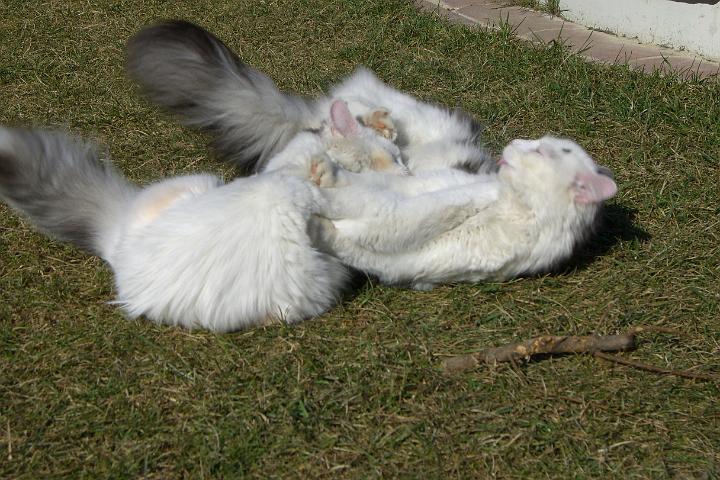 CIMG7371.JPG - Und hier haben wir einen gemischten Katzenkndel :-)